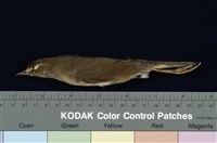 藏品(野鴝)的圖片